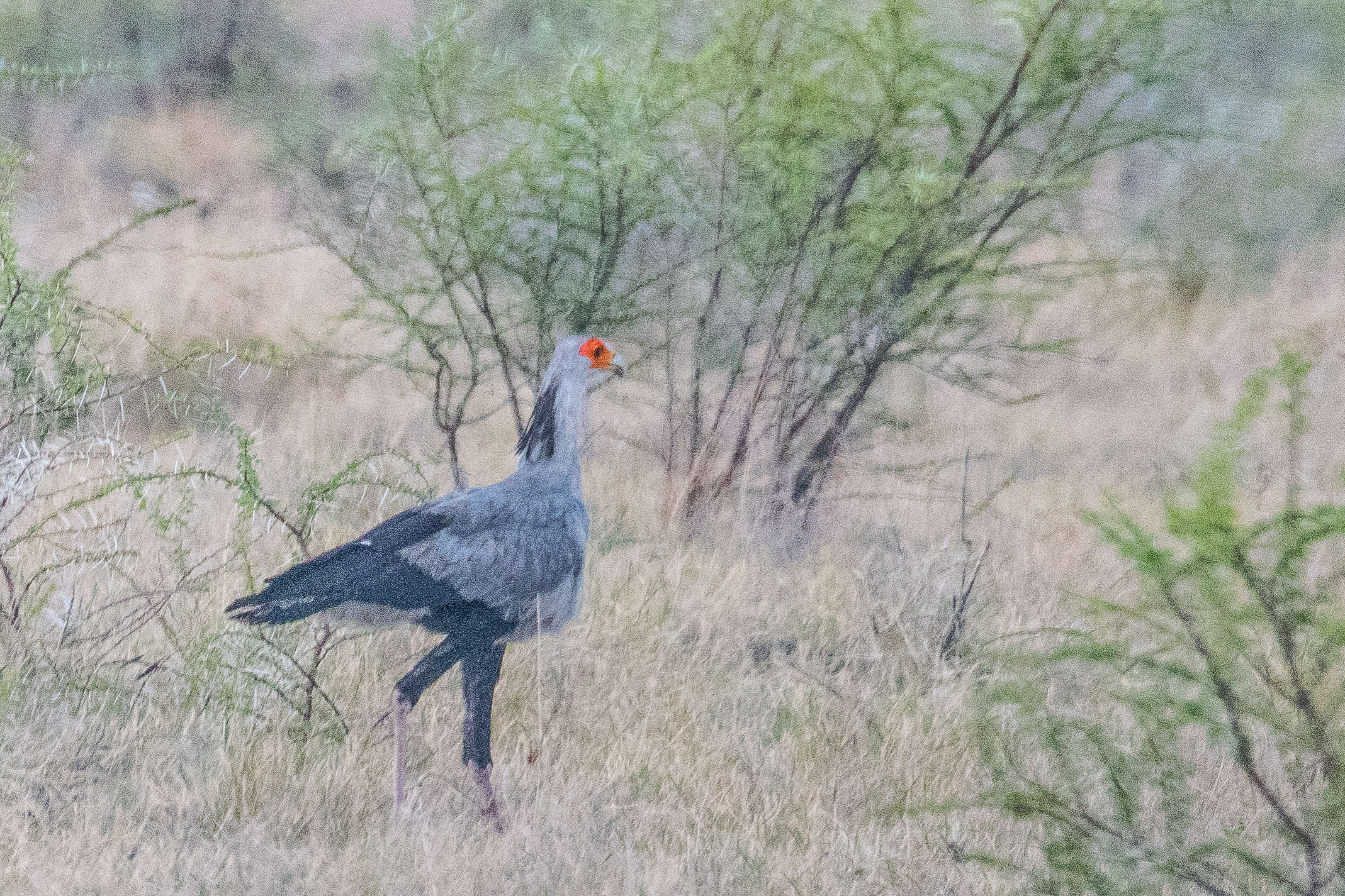 Messager sagittaire (Secretary bird, Sagittarius serpentarius), adulte déambulant dans le secteur Namutoni du  Parc National d'Etosha, Namibie.